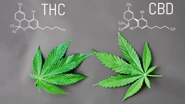 What is the outlook for future cannabis legislation in traditionally conservative states?