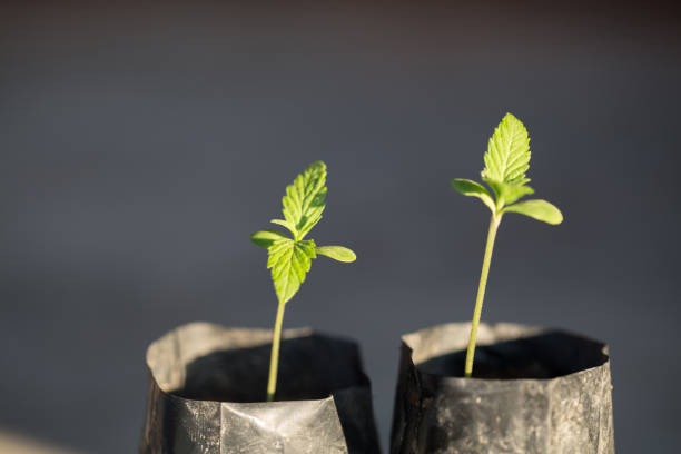 What is driving the trend towards expunging past cannabis convictions across the U.S.?