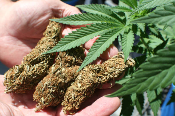 What is the potential impact of federal banking reform on the cannabis industry?